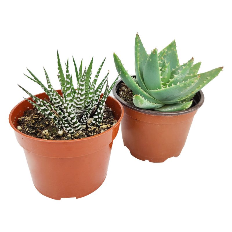 Live Haworthia Aloe Agave Gasteria Assorted Pack for sale, A Variety of Healthy Live Haworthia Aloe Agave Gasteria Succulent Plant, Colorful Haworthia Aloe Agave Gasteria Gift Ideas, How to care for Haworthia Aloe Agave Gasteria Succulent, How to grow Haworthia Aloe Agave Gasteria Succulent Indoor, Haworthia Aloe Agave Gasteria, buy succulents online, succulent shop, succulent store, Haworthia Aloe Agave Gasteria plant, indoor succulents