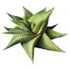 Haworthia Limifolia Twister, Haworthia Twister, Haworthia Succulent, Indoor Plant, Haworthia Zebra, Haworthia Limifolia, White Stripe Aloe, Short Houseplant, Aloe Succulent Plant, Twister Succulent, Limifolia Succulent, Star Succulent. indoor succulents.