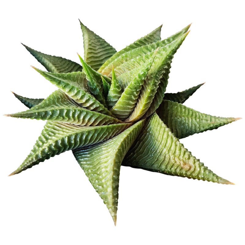 Haworthia Limifolia Twister, Haworthia Twister, Haworthia Succulent, Indoor Plant, Haworthia Zebra, Haworthia Limifolia, White Stripe Aloe, Short Houseplant, Aloe Succulent Plant, Twister Succulent, Limifolia Succulent, Star Succulent. indoor succulents.