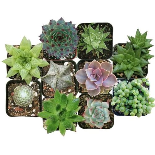 Best Succulents Pack for Beginners, Real Live Potted Succulents, Succulent Plants for beginners, Succulents Pack for sale, Assorted succulents for sale