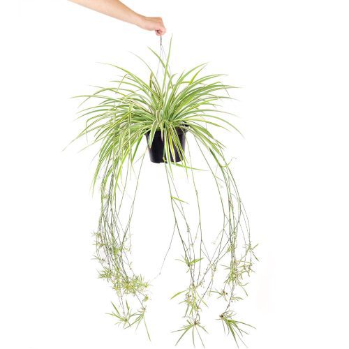 Spider Plant Chlorophytum comosum, best houseplants for hanging baskets, low light and easy care houseplant