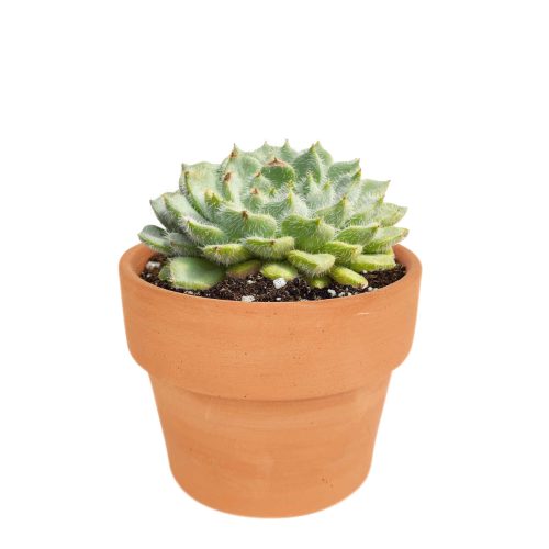 echeveria succulent, echeveria types, succulent echeveria, buy succulents online, succulent shop, succulent store, echeveria plant, indoor succulents