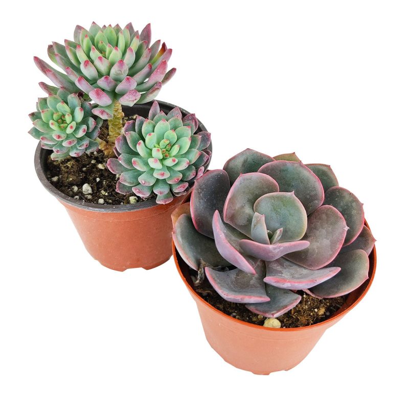 Unique DIY Valentine's Day Gifts For That Special Someone, Succulent Delivery for Valentine's Day, Where to Buy Succulents for Valentine, Best Valentine Gifts 2024, Rosette shaped succulent assorted pack, Wedding rosette succulents for sale