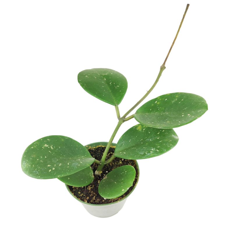 Hoya Obovata Splash, flowering houseplant, waxy plant, trailing plant for hanging baskets, easy care houseplant for beginners, best place to buy house plants