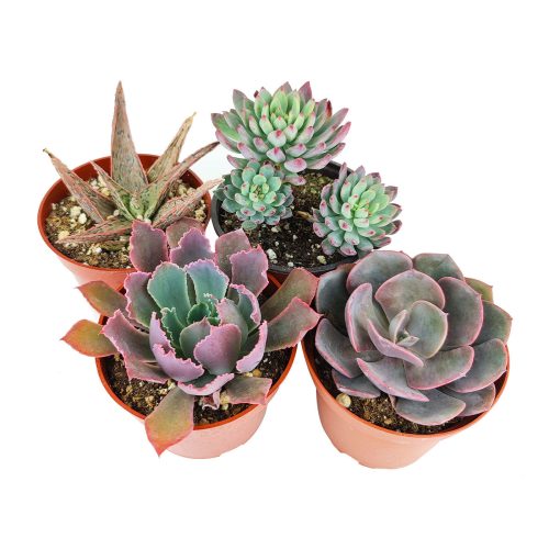 Succulent Gifts for Valentine's Day, Best Valentine's Day Gifts for Plant Lovers in 2024, Shop Succulents for Valentine, Where to Buy Succulents for Valentine, Rosette shaped succulent assorted pack, Wedding rosette succulents for sale