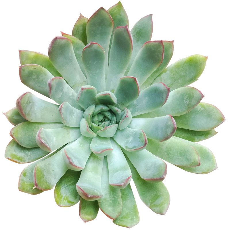 Pulido's Echeveria, rosette green blue, types of echeveria, succulent arrangement ideas, succulent wedding favors, succulent wedding centerpieces, succulent wedding bouquet