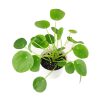 Pilea peperomioides, Chinese Money Plant, perennial herb plant, unique foliage houseplant, easy to care for plants for beginners