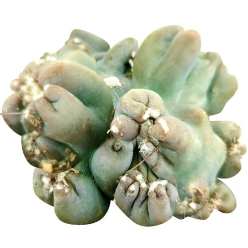 Cereus Ming Thing, Cereus Forbesii Monstrose,  Unique Shaped Succulent Plant for sale, cactus gift ideas, cactus party favors, cactus home office decor ideas, cactus, cactus succulent, succulent cactus, cacti, cactus and succulents, succulents box, succulent shop, buy succulents online