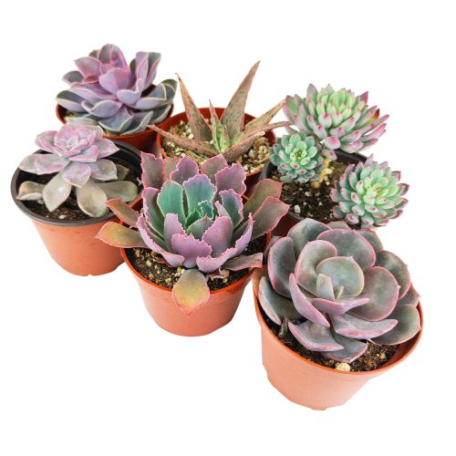 Succulent Plant Gift Ideas For Valentine's Day, Best Valentine Gifts 2024, Shop Succulents for Valentine, Where to Buy Succulents for Valentine, Wedding rosette succulents for sale, Succulent assorted pack perfect for weddings