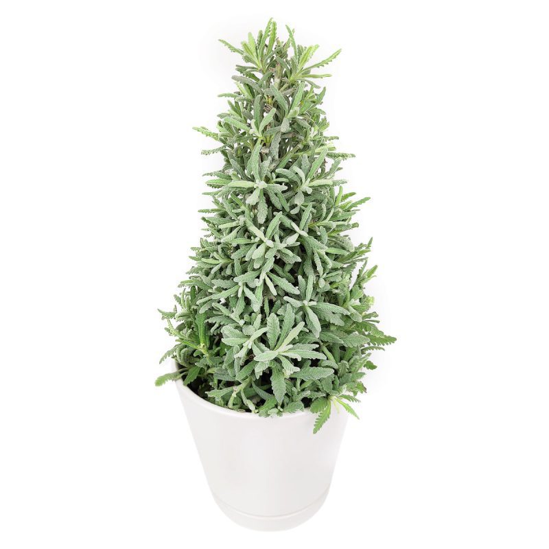 lavender holiday tree, Christmas tree shaped, aromatic holiday tree, indoor houseplant, Christmas Gift, Lavender Holiday Tree in Ceramic Pots, Christmas Tree Gift Ideas, best place to buy indoor plants online