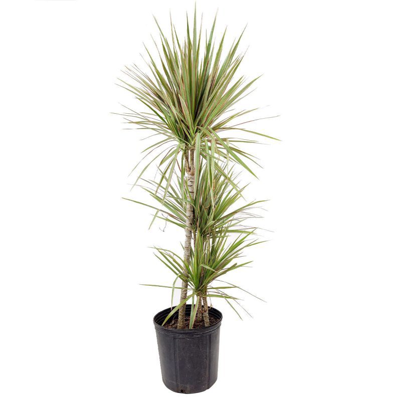 Green Dracaena Marginata, Dragon Tree, how to care for Dracaena Marginata, easy to care for houseplant, air-purifying houseplant, houseplant for office