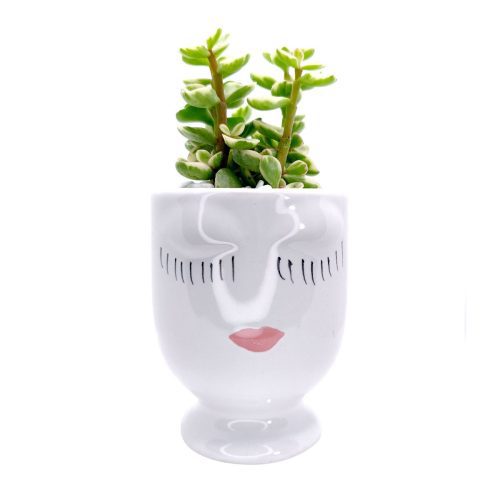 Valentine’s Day Succulent Centerpiece, Live Potted Plants As Gifts, Potted Succulent for Valentine's Day, Send A Lively Plant Gift, Valentine's Day Succulent Party Favors, Succulent Gifts for Valentine's Day, Succulent Plant Gift Ideas For Valentine's Day, Best Valentine Gifts 2023, Best Valentine's Day Gifts for Plant Lovers in 2023, Valentine Succulent Box, Valentine's Day Succulent Delivery, Succulent Delivery for Valentine's Day, Shop Succulents for Valentine, Where to Buy Succulents for Valentine