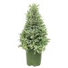 lavender holiday tree, Christmas tree shaped, aromatic holiday tree, indoor houseplant, Christmas Gift