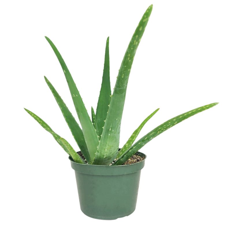 6 inch Aloe Vera, buy 6 inch Aloe Vera, 6 inch Aloe Vera in CA