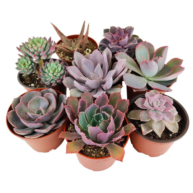 Succulent Gifts for Valentine's Day, Succulents For Valentine's Day, Succulent Delivery, Succulent Delivery for Valentine's Day, Shop Succulents for Valentine, Rosette shaped succulent assorted pack,  Succulent assorted pack perfect for weddings