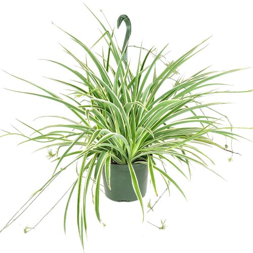  Spider Plant Chlorophytum comosum, trailing houseplants, easy care and low light houseplant, popular plant for home and office