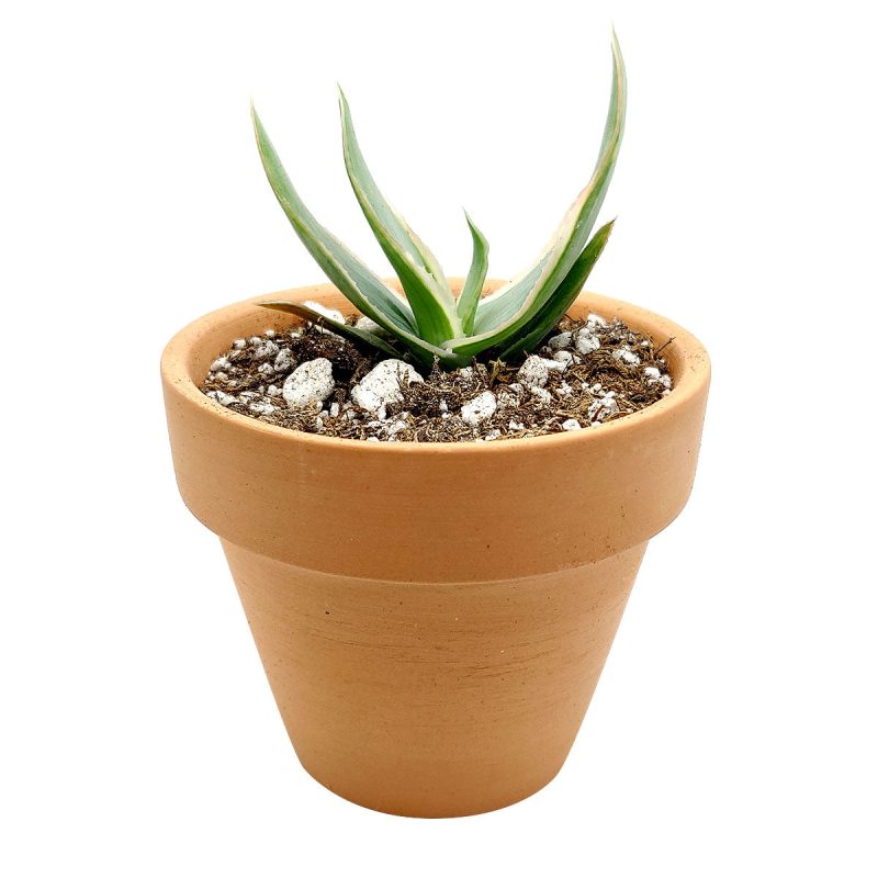 Coral Aloe Striata for Sale, Rare succulents, how to grow succulents, succulents shop in California, succulent plant, monthly succulents, succulents store in CA, cactus, succulent care, Coral Aloe Striata in California, How to grow Coral Aloe Striata