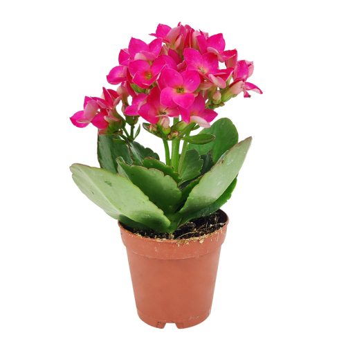 Kalanchoe blossfeldiana Calandiva purple, Canlandiva for sale, purple flower houseplant, easy care flowering plant for homes and office, best gift plant ideas