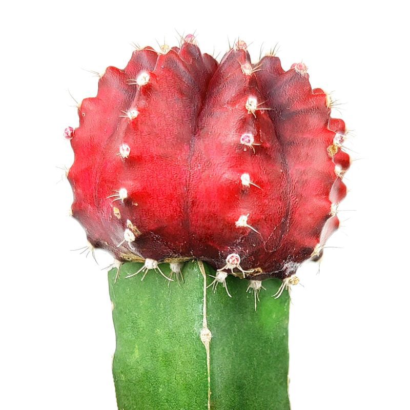 Red Moon Cactus, moon cactus, gymnocalycium mihanovichii, grafted cactus, Unique shaped Cactus Collection, Succulent Gift Decoration, rare succulents for sale, cactus, cactus succulent, succulent cactus, cacti, cactus and succulents, succulents box, succulent shop, buy succulents online