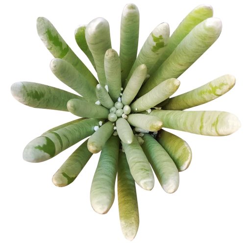 Senecio scaposus for sale, Rare succulents, succulents garden, how to grow succulents, succulent care, succulents store in CA, succulent care guide, indoor succulents, monthly succulents, Senecio scaposus in California, How to grow Senecio scaposus