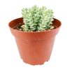 crassula tom thumb care, crassula tom thumb succulent, crassula tom thumb variegated, tom thumb crassula for sale, crassula species, growing crassula, cactus, succulent care tips, succulent care, monthly succulents, succulent plant, Succulents, succulents shop in California, types of crassula, crassula species, crassulas, succulent crassula