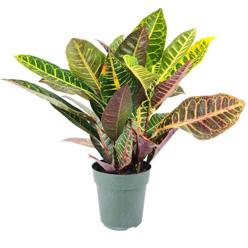 Croton Petra in 6 inch Pot, Croton Petra in 6 inch Pot for sale, buy Croton Petra in 6 inch Pot onlint