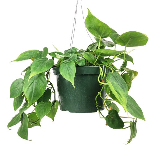 Philodendron Cordatum, Philodendron Cordatum for sale, Philodendron Cordatum on delivery, green Philodendron Cordatum nearby, Philodendron Cordatum in 6 inch pot, healthy Philodendron Cordatum, Philodendron Cordatum for decoration