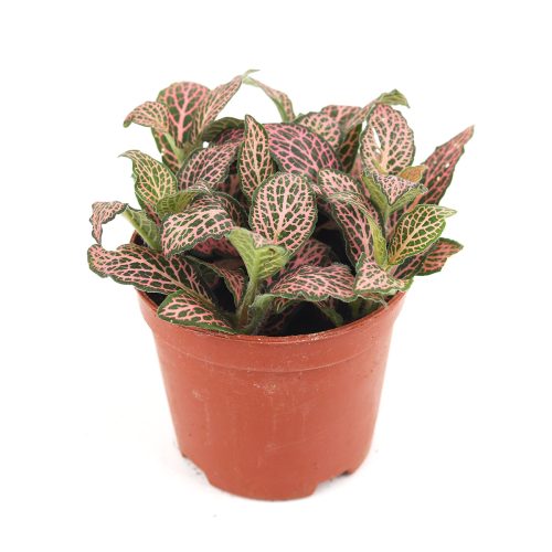 Pink Nerve Plant Fittonia for sale, Buy Lucky Plant online, Feng Shui Houseplant for Gift Decor Ideas