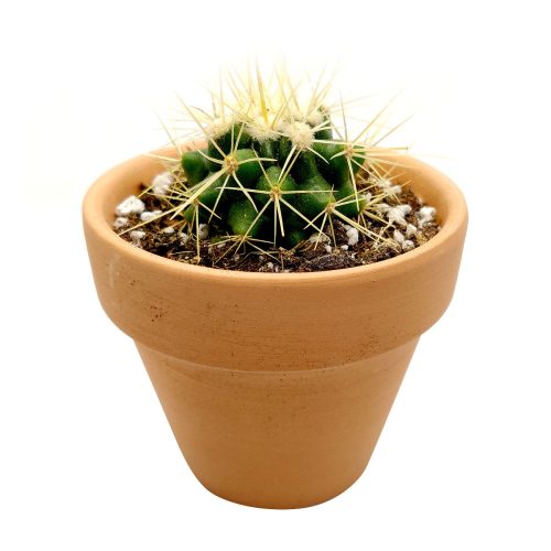 Golden barrel cactus, how to grow Echinocactus grusonii, indoor succulents, succulents garden, succulent subscription, monthly succulents, succulent care guide, succulent care tips, outdoor succulents, Succulents shop near me, how to grow succulents, succulents shop in California, cactus, cactus succulent, succulent cactus, cacti, cactus and succulents, succulents box, succulent shop, buy succulents online