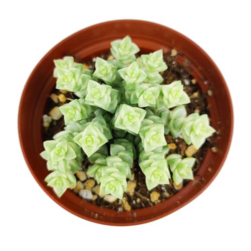 crassula tom thumb, tom thumb crassula, crassula ‘tom thumb’, crassula tom thumb care, crassula tom thumb succulent, crassula tom thumb variegated, tom thumb crassula for sale, crassula Tom thump in California, How to grow crassula pastel, crassula, crassula plant, crassula succulent, crassula types, crassula varieties, types of crassula, crassula species, crassulas, succulent crassula