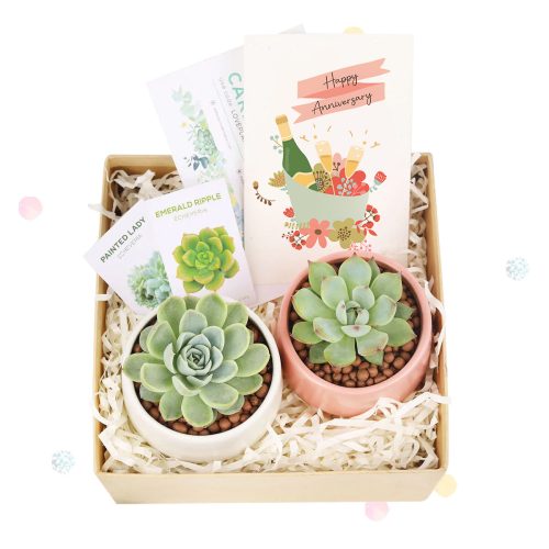 happy anniversary gift box, happy anniversary gift box for sale, happy anniversary gift idea, airplant gift box, succulent gift box for happy anniversary