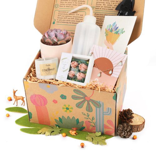 Premium Succulent Gift Box, Premium Gift Box, gift box ideas for women, gifts for holiday, gift boxes for sale