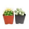 Cutest Little Mini Cactus Pack for sale, Live Cactus Assorted Pack for sale, A Variety of Healthy Live Cactus, How to care for Cactus plant, How to grow Cactus succulent , cactus, cactus succulent, succulent cactus, cacti, cactus and succulents, succulents box, succulent shop, buy succulents online