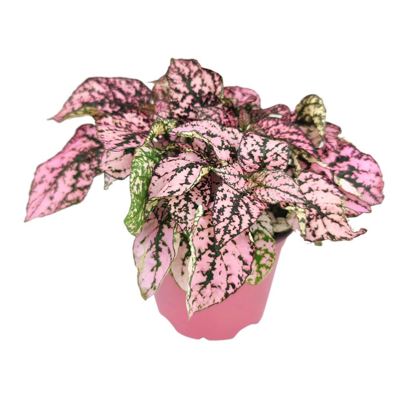 pink polka dot plant outdoors, pink polka dot splash plant, hypoestes 'pink', hypoestes pink splash care, hypoestes pink plant, pink hypoestes care, how to take care of pink polka dot plant