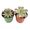 echeveria, echeveria types, buy succulents online, succulent shop, Radiant Rosette Collection of Live Succulent Plants, Wedding rosette succulents for sale, Buy asorted succulents for wedding favors, Types of rosette shaped succulents for wedding