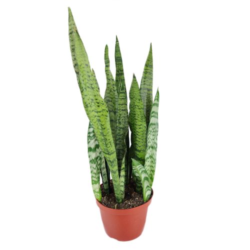 Snake Plant Sansevieria Zeylanica, how to care for Sansevieria Zeylanica, best air-purifying plants, bright to medium light plants