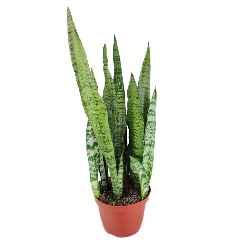 Snake Plant Sansevieria Zeylanica, how to care for Sansevieria Zeylanica, best air-purifying plants, bright to medium light plants