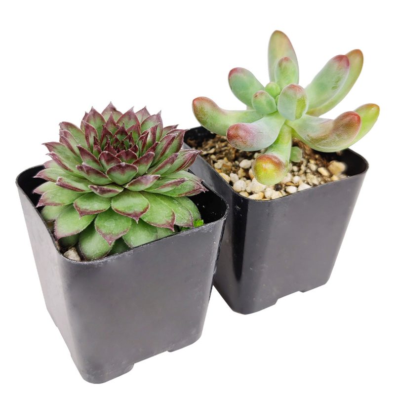 Pet-friendly Succulent Pack for sale, Pet Safe Non Toxic Succulent Collection, Non-Toxic Succulents for Pets