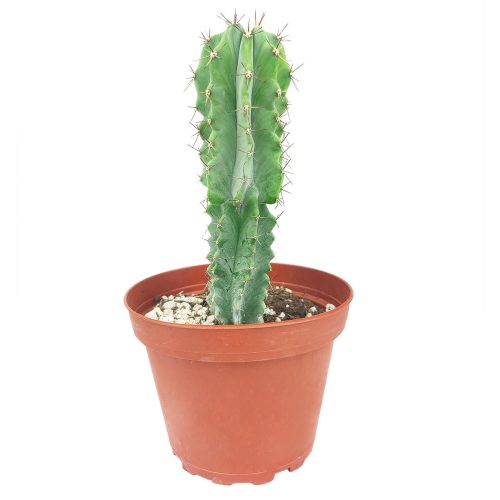 cactus succulent, succulent cactus, succulent subscription, cacti, cactus and succulents, succulents box, succulent shop, buy succulents online, Polaskia Chichipe Cactus for sale, how to grow succulents, succulents garden