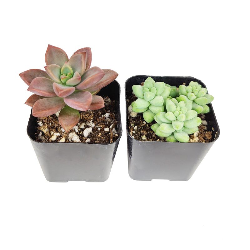 Live Sedum Assorted Pack for sale, A Variety of Healthy Live Sedum Succulent Plant, Colorful Sedum Gift Ideas, How to care for Sedum Succulent, How to grow Sedum Succulent Indoor, Sedum, Sedum succulent, Sedum types, succulent Sedum, buy succulents online, succulent shop, succulent store, Sedum plant, indoor succulents