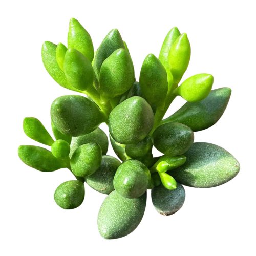 adromischus filicaulis ssp. marlothii, adromischus filicaulis ssp marlothii, teardrop-shaped leaves succulent, succulent for sale, green leaves succulent, bulbous leaves succulent