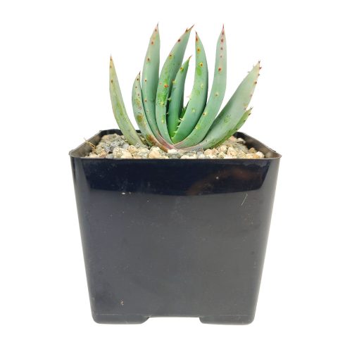 Aloe Peglerae succulent, Aloe Peglerae care, how to care for Aloe Dichotoma, Aloe Aloe Peglerae or sale,  Aloe plants, Aloe Peglerae  growth rate, Aloe Peglerae near me