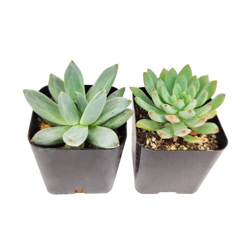 A Variety of Healthy Live Echeveria Succulent Plant, succulent echeveria, buy succulents online, succulent shop, succulent store, Where to buy succulents for your wedding, Rosette shaped succulent assorted pack, Best echeveria succulents for wedding arrangements