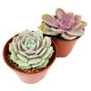 Colorful Echeveria Gift Ideas, How to care for Echeveria Succulent, How to grow Echeveria Succulent Indoor, echeveria, Succulent ideas for your wedding, Succulent assorted pack perfect for weddings, Best echeveria succulents for wedding arrangements