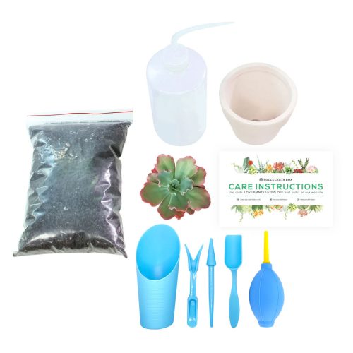 Succulent Beginner Kit for sale, Succulent Plant Starter Kit for sale, Succulent Gift for Beginners, Succulents Gift Ideas