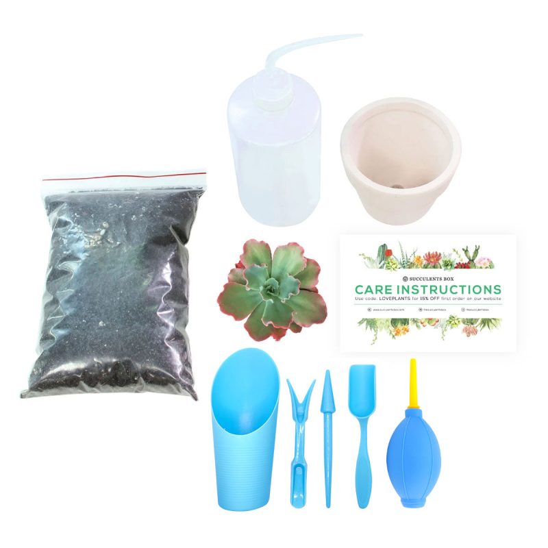 Succulent Beginner Kit for sale, Succulent Plant Starter Kit for sale, Succulent Gift for Beginners, Succulents Gift Ideas