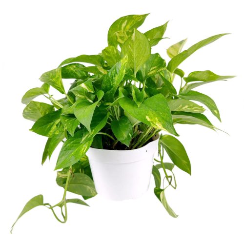 Golden Pothos, air-purifying houseplant, plants recommended by NASA for cleaning indoor air