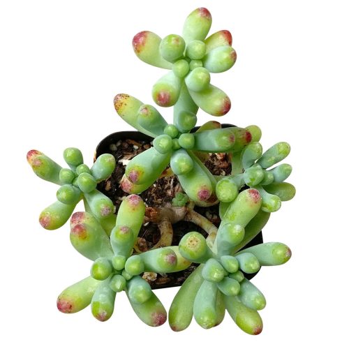 Green Jelly Bean Sedum, Sedum Pachyphyllym For Sale, chubby succulent plant, How to grow sedum pachyphyllum, Sedum Pork and Beans succulent plant, where to buy succulent online, chubby succulents