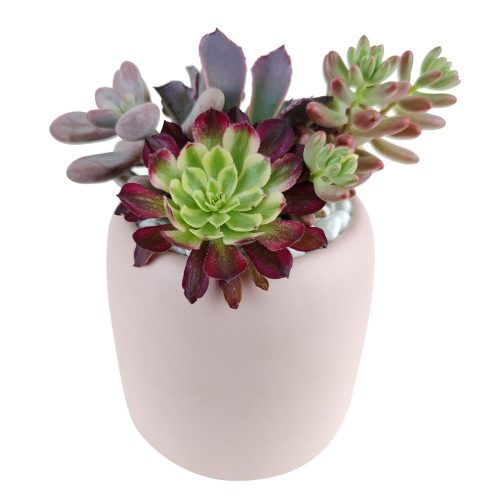 succulent bowl arrangement, succulent plant gifts, indoor succulent arrangement ideas, christmas succulent arrangement, valentine's day succulent gifts, send succulent arrangement, mini succulent gifts, mother's day succulent arrangement, succulent plant arrangement ideas, Succulent Gift for Men, Thank You Gift Dad, Appreciation Gift for Dad