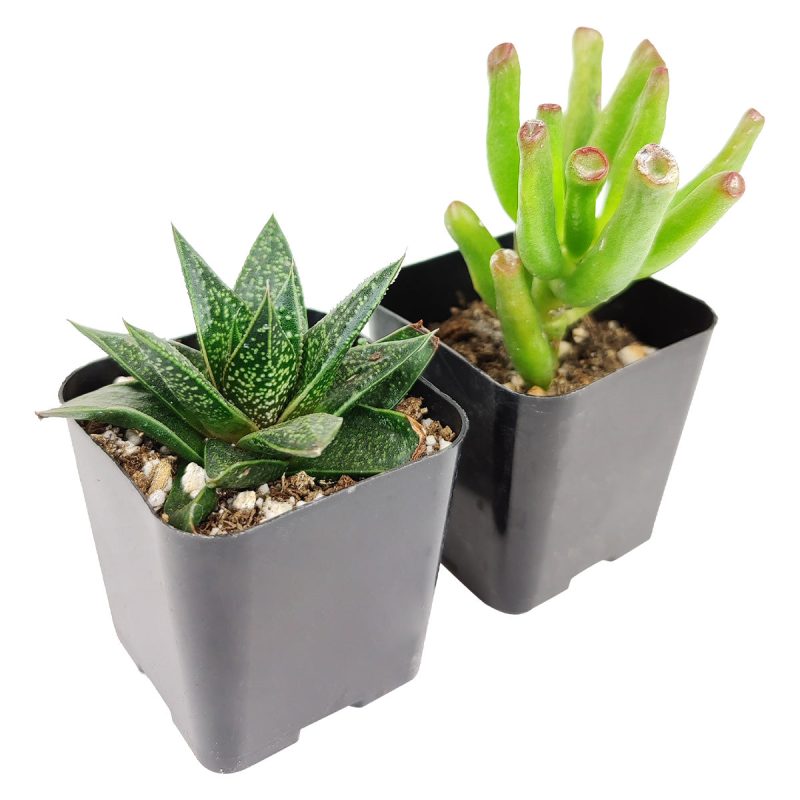 indoor succulent plants, indoor succulent plants for sale, buy indoor succulent plant, succulent pack for sale online, best indoor plants, types of succulent plants indoor, indoor house plants, low light indoor plants, low maintenance plants, easyplant